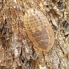 Laxta granicollis (Common bark or trilobite cockroach) at Cook, ACT - 20 Jan 2021 by trevorpreston