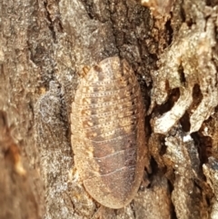 Laxta granicollis at Cook, ACT - 20 Jan 2021