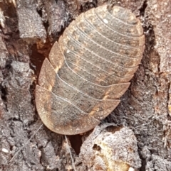 Laxta granicollis at Cook, ACT - 20 Jan 2021