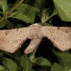 Circopetes obtusata (Grey Twisted Moth) at Melba, ACT - 6 Jan 2021 by kasiaaus