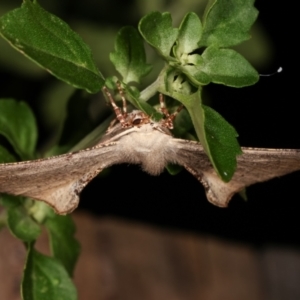 Circopetes obtusata at Melba, ACT - 7 Jan 2021