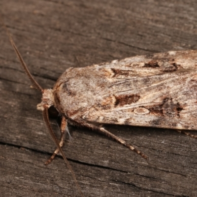 Agrotis munda (Brown Cutworm) at Melba, ACT - 7 Jan 2021 by kasiaaus