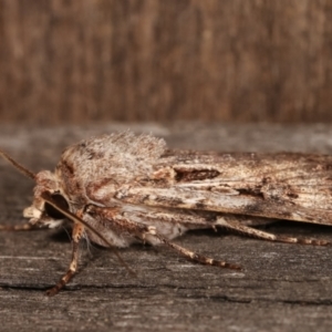 Agrotis munda at Melba, ACT - 7 Jan 2021