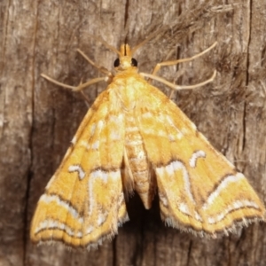 Musotima ochropteralis at Melba, ACT - 7 Jan 2021