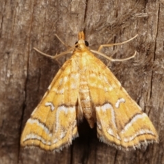 Musotima ochropteralis at Melba, ACT - 7 Jan 2021