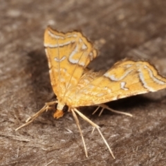 Musotima ochropteralis at Melba, ACT - 7 Jan 2021