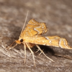 Musotima ochropteralis at Melba, ACT - 7 Jan 2021