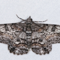 Cleora displicata (A Cleora Bark Moth) at Melba, ACT - 7 Jan 2021 by kasiaaus