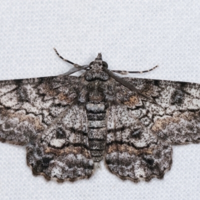 Cleora displicata (A Cleora Bark Moth) at Melba, ACT - 7 Jan 2021 by kasiaaus