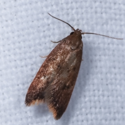Tachystola acroxantha (A Concealer moth) at Melba, ACT - 7 Jan 2021 by kasiaaus