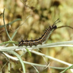 Nyctemera amicus (Senecio Moth, Magpie Moth, Cineraria Moth) at Pearce, ACT - 17 Jan 2021 by MatthewFrawley