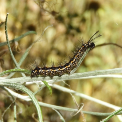 Nyctemera amicus (Senecio Moth, Magpie Moth, Cineraria Moth) at Pearce, ACT - 17 Jan 2021 by MatthewFrawley