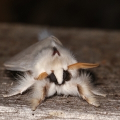 Trichiocercus sparshalli at Melba, ACT - 7 Jan 2021