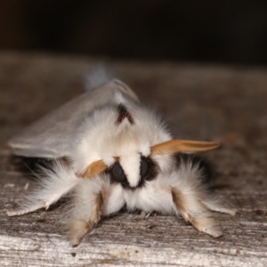 Trichiocercus sparshalli at Melba, ACT - 7 Jan 2021