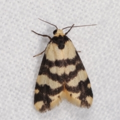 Thallarcha trissomochla (Yellow Crossed Footman) at Melba, ACT - 7 Jan 2021 by kasiaaus