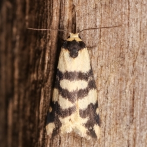 Thallarcha trissomochla at Melba, ACT - 7 Jan 2021 11:59 PM