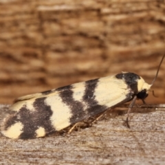 Thallarcha trissomochla at Melba, ACT - 7 Jan 2021 11:59 PM