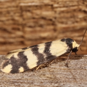 Thallarcha trissomochla at Melba, ACT - 7 Jan 2021 11:59 PM