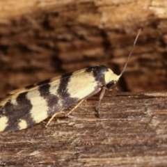 Thallarcha trissomochla at Melba, ACT - 7 Jan 2021 11:59 PM