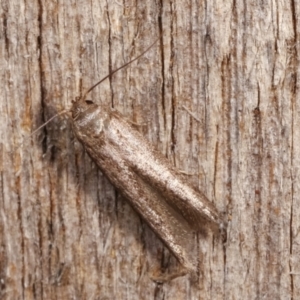 Blastobasis (genus) at Melba, ACT - 8 Jan 2021