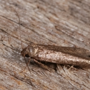 Blastobasis (genus) at Melba, ACT - 8 Jan 2021