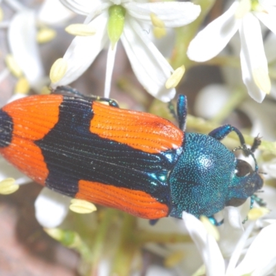 Castiarina skusei (A Jewel Beetle) at Holt, ACT - 17 Jan 2021 by Harrisi