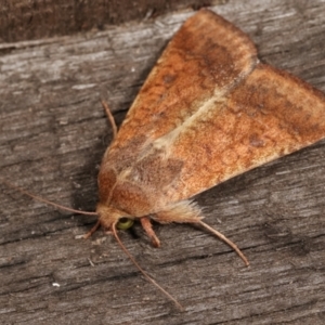 Helicoverpa (genus) at Melba, ACT - 8 Jan 2021