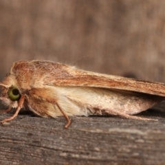 Helicoverpa (genus) at Melba, ACT - 8 Jan 2021