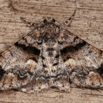 Gastrinodes argoplaca (Cryptic Bark Moth) at Melba, ACT - 8 Jan 2021 by kasiaaus