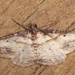Syneora euboliaria (Boarmiini, Geometer moth) at Melba, ACT - 8 Jan 2021 by kasiaaus