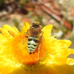 Bembix sp. (genus) at Acton, ACT - 20 Jan 2021