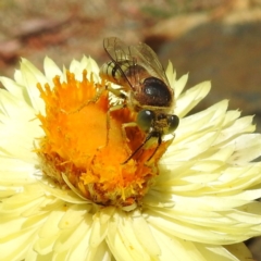 Bembix sp. (genus) at Acton, ACT - 20 Jan 2021