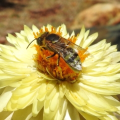 Bembix sp. (genus) at Acton, ACT - 20 Jan 2021