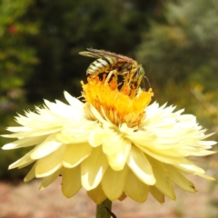 Bembix sp. (genus) at Acton, ACT - 20 Jan 2021