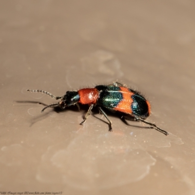 Dicranolaius bellulus (Red and Blue Pollen Beetle) at ANBG - 19 Jan 2021 by Roger