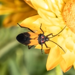 Oncopeltus (Oncopeltus) sordidus (Milk vine bug) at Acton, ACT - 20 Jan 2021 by Roger