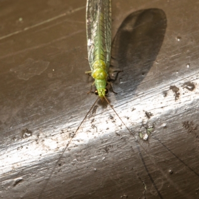 Mallada signatus (Green Lacewing) at ANBG - 19 Jan 2021 by Roger