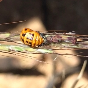 Harmonia conformis at Jacka, ACT - 16 Jan 2021 02:40 PM