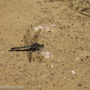 Orthetrum caledonicum at Sutton, NSW - 15 Jan 2021