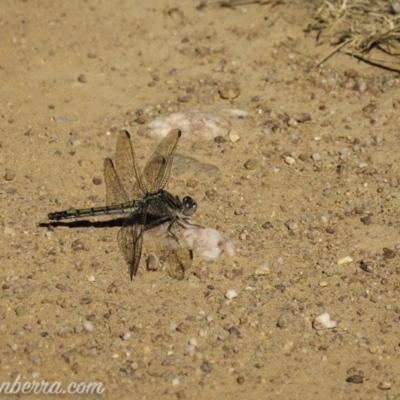 Orthetrum caledonicum (Blue Skimmer) at Sutton, NSW - 14 Jan 2021 by BIrdsinCanberra