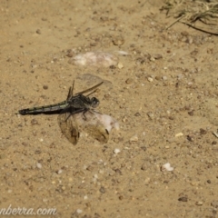 Orthetrum caledonicum at Sutton, NSW - 15 Jan 2021