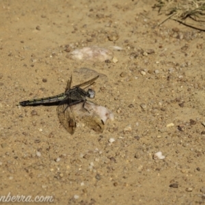 Orthetrum caledonicum at Sutton, NSW - 15 Jan 2021