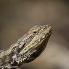 Pogona barbata (Eastern Bearded Dragon) at Jacka, ACT - 14 Jan 2021 by BIrdsinCanberra