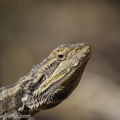 Pogona barbata (Eastern Bearded Dragon) at Jacka, ACT - 15 Jan 2021 by JonSteinbeck