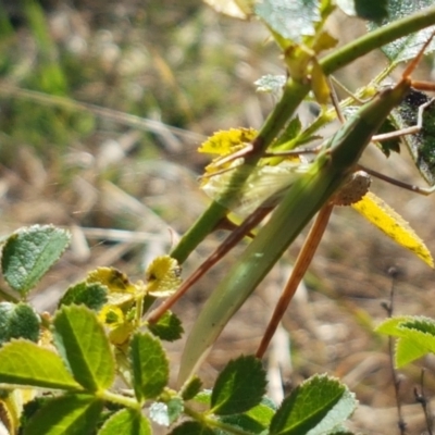 Acrida conica (Giant green slantface) at Holt, ACT - 20 Jan 2021 by trevorpreston