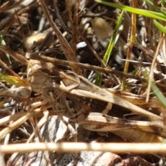 Gastrimargus musicus (Yellow-winged Locust or Grasshopper) at Holt, ACT - 20 Jan 2021 by trevorpreston