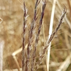 Bothriochloa macra (Red Grass, Red-leg Grass) at Holt, ACT - 20 Jan 2021 by tpreston