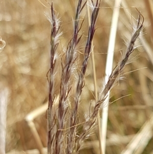 Bothriochloa macra at Holt, ACT - 20 Jan 2021 04:47 PM