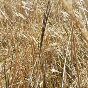 Bothriochloa macra at Holt, ACT - 20 Jan 2021 04:47 PM