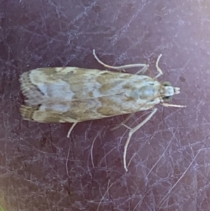 Hellula hydralis at Murrumbateman, NSW - 16 Jan 2021 06:26 PM